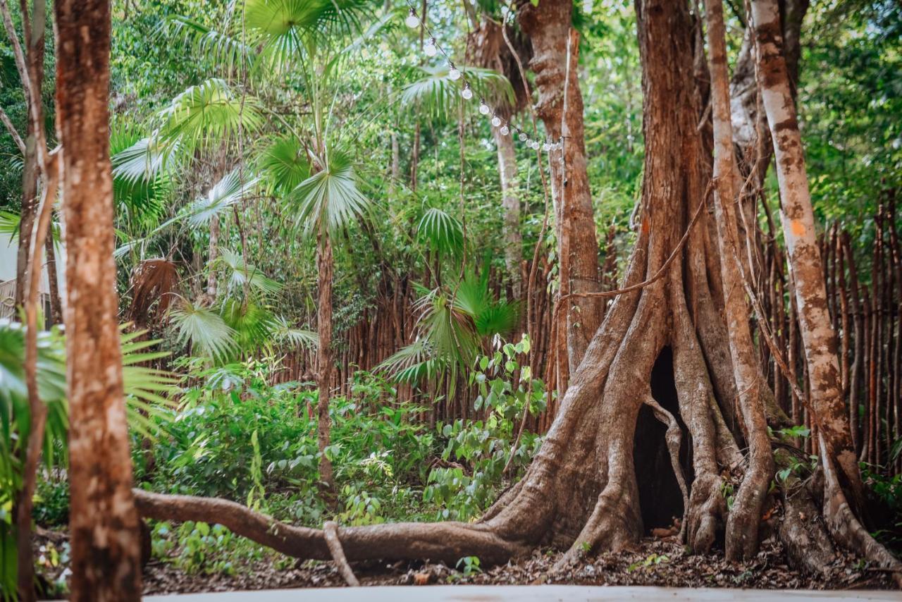 Lunita Jungle Experience
